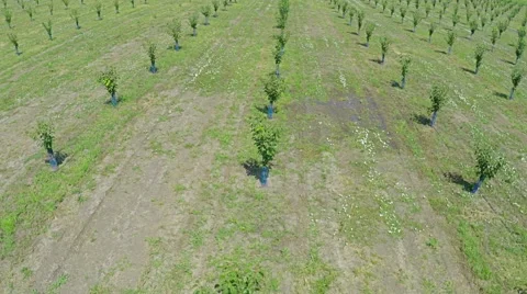 AERIAL view of field with fruit trees and farm land Stock Footage 58783313