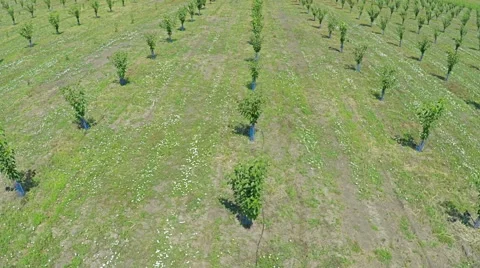 AERIAL view of field with fruit trees and farm land Stock Footage 58783331