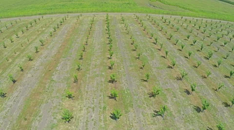 AERIAL view of field with fruit trees and farm land Video stock 58783397