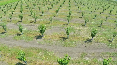 AERIAL view of field with fruit trees and farm land Stock Footage 58783660
