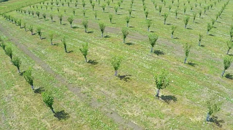 AERIAL view of field with fruit trees and farm land Stock Footage 58783744