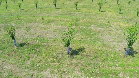 AERIAL view of field with fruit trees and farm land Video stock 58783882