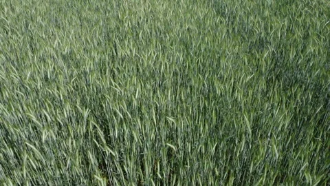 Aerial View Of Field Full Of Wheat Ears Stock Footage 240318238