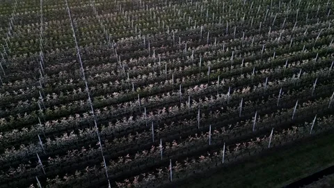 Aerial view, field line of bare apple trees at sunset. Stock-Footage 335168668