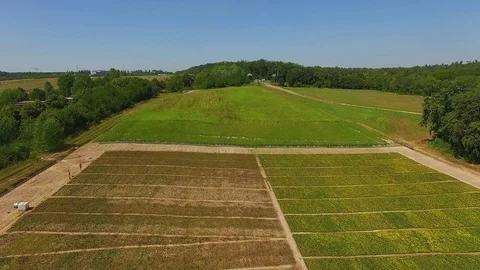Aerial view of field of marigold Stock Footage 116193000