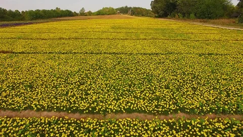 Aerial view of field of marigold Stock-Footage 119171081