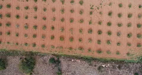 Aerial view of Field of olive trees Stock Footage 101096794