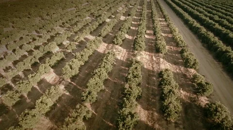 Aerial view of a field of orange trees. Seville, Spain. Stock Footage 40547925