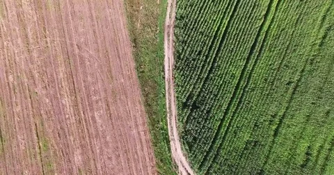 Aerial view of a field planted with corn Stock Footage 71667680
