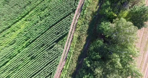 Aerial view of a field planted with corn Stock Footage 71668282