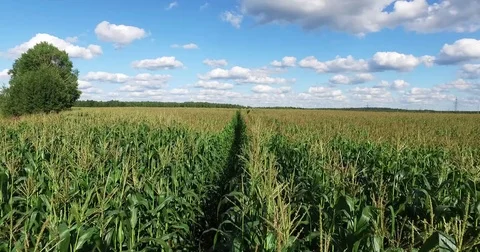 Aerial view of a field planted with corn Stock Footage 71668615