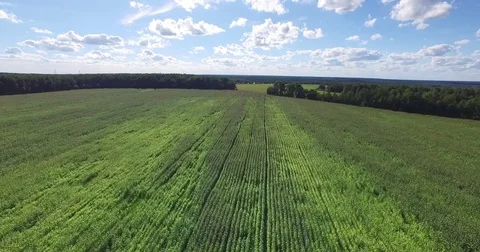 Aerial view of a field planted with corn Stock Footage 71668681