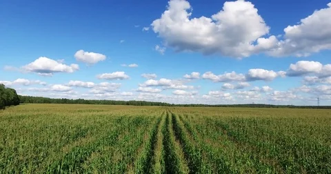 Aerial view of a field planted with corn Stock Footage 71668824