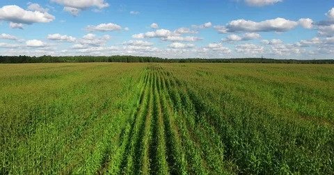 Aerial view of a field planted with corn Stock Footage 71668829