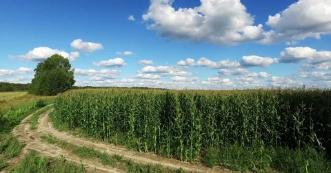 Aerial view of a field planted with corn Stock Footage 71669561