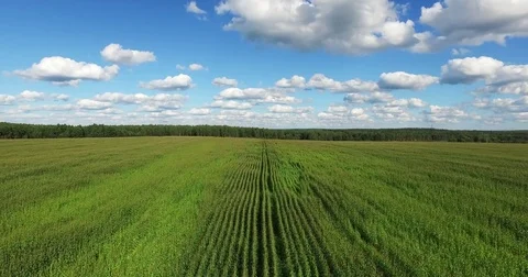 Aerial view of a field planted with corn Stock Footage 71669709