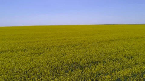 Aerial view of a field with rape Video stock 89685617