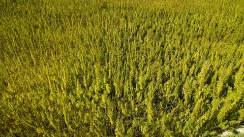 Aerial view of a field of ripened licensed organic technical hemp Stock Footage 114910032