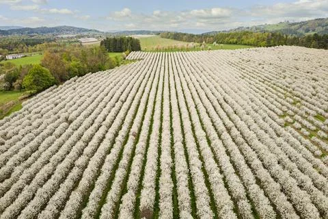 Aerial view of a field with rows of cherry trees in natural landscape. Stock Photos