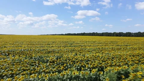 Aerial view of a field with sunflowers Stock Footage 158912866