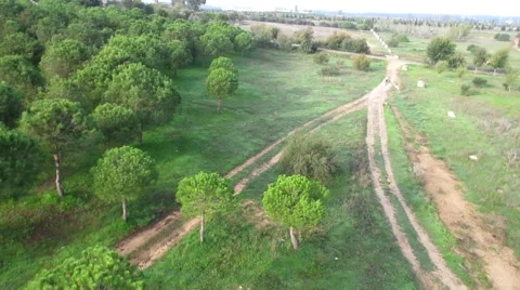 Aerial view of a field with trees and a road at sunset Stock Footage 57054554
