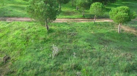 Aerial view of a field with trees and a road at sunset Stock Footage 57057176