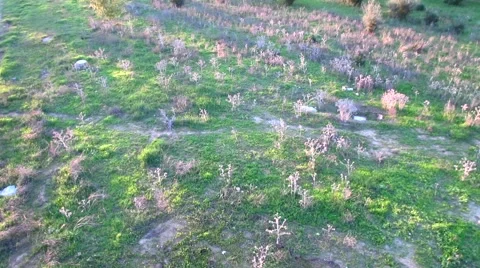 Aerial view of a field of trees to backlight at sunset Stock Footage 57297059