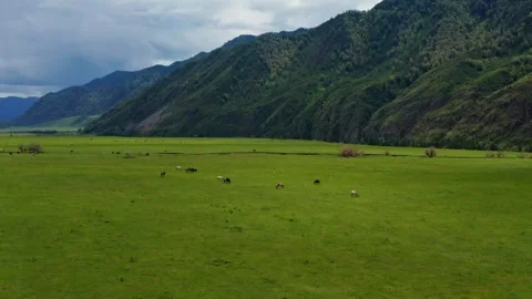 Aerial view of the field under the mountain Stock Footage 317716384