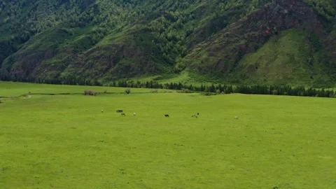Aerial view of the field under the mountain Stock Footage 317767282