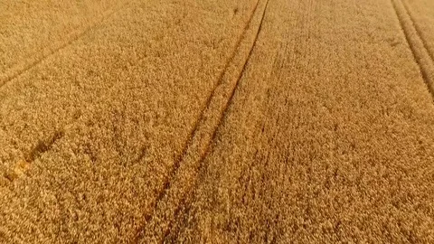 Aerial view of field of wheat Video stock 70285848
