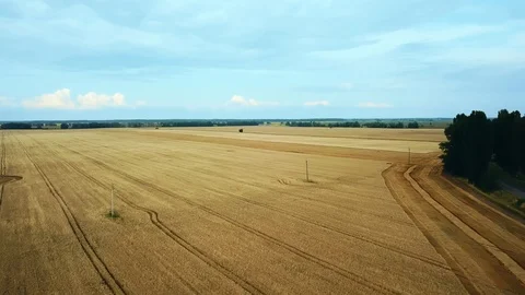 Aerial view of field of wheat Stock Footage 126057354