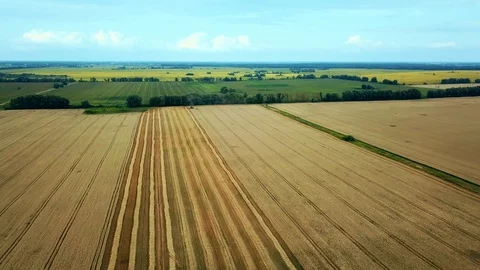 Aerial view of field of wheat Vidéo 128144288