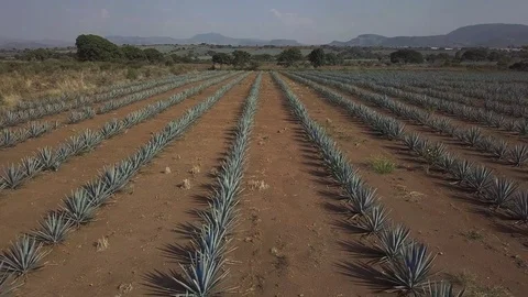 Aerial View Fields Of Agave Plants In Tequila 01 Vidéo 84780392