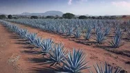 Aerial View Fields Of Agave Plants In Tequila 02 Stock Footage
