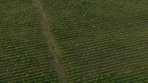 Aerial view of fields and forest Stock Footage 40408981
