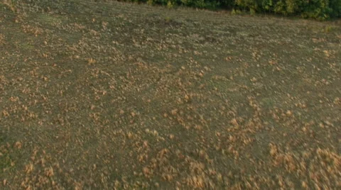 Aerial view of fields and forest Stock Footage 40410318