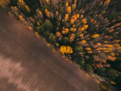 Aerial view fields and forests in autumn day. Stock-Fotos