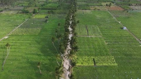 Aerial view of fields and palm tree lined road, Maldives. Video stock 320406509