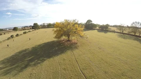 Aerial view of fields with cattle and a large tree jalisco Video stock 150705934
