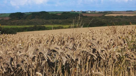 Aerial view of Fields in Corwall Stock Footage 125310793