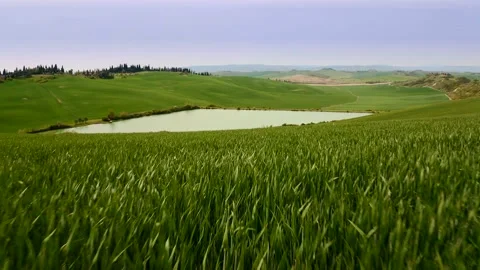 Aerial view of fields cultivated with wheat in a natural landscape in Tuscany Stock Footage 135405962
