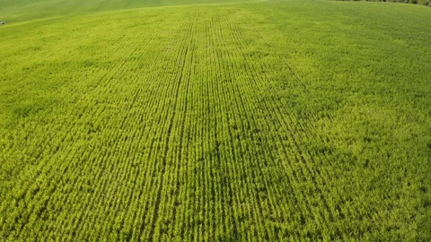 Aerial view of fields with different plantations separated by a dirt road Stock Footage 129768729