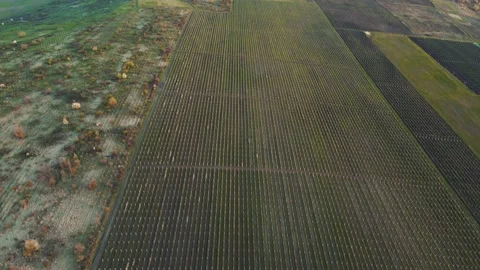 Aerial view of fields with different spring plantations, agricultural lands Stock-Footage 153555986
