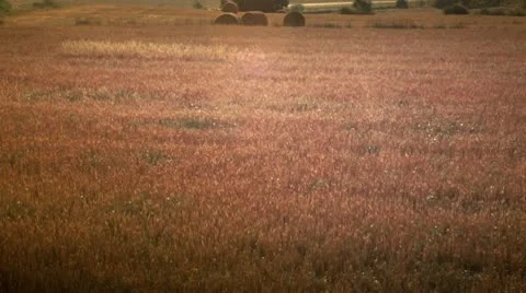 Aerial view of fields Stock Footage 9026894