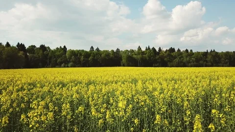 Aerial view of fields full of yellow rapeseed flowers for canola oil production. Stock Footage 115979843