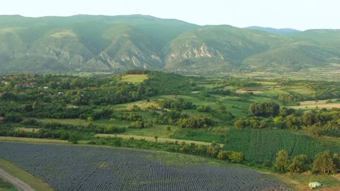Aerial view of Fields of lavender plantations and beautiful landscape Vidéo 170401007