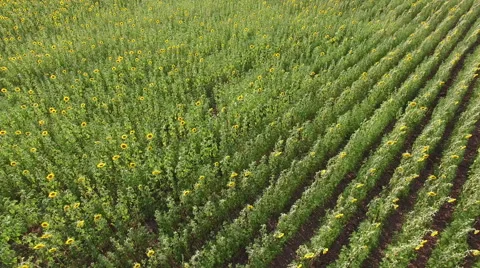 Aerial view of fields sunflower Stock Footage 67673029