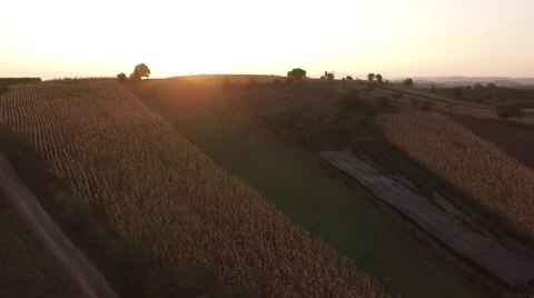 Aerial view of fields in sunset Stock Footage 55584044