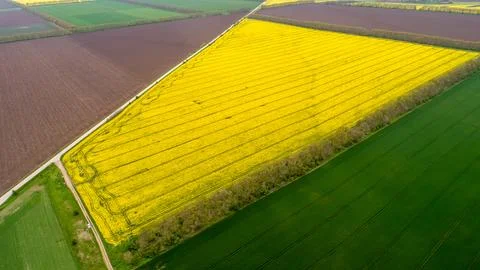 Aerial view of fields with various types of agriculture. Beautiful yellow r.. Stock-Fotos