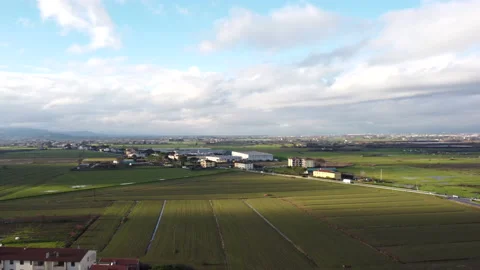 Aerial view of fields for wheat coltivation. Agricolture concept Stock Footage 146132036